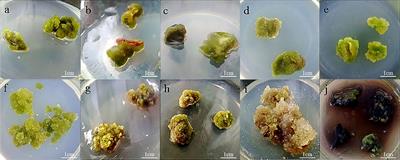 Optimization of callus induction and proliferation of Paeonia lactiflora Pall. and Agrobacterium-mediated genetic transformation